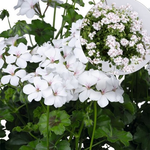 Pelargonium 'Grand Idols® White' - Pelargoon 'Grand Idols® White' P9/0,55L